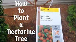 How to Plant a Nectarine Tree in the Pacific Northwest howtoplant [upl. by Olnton]