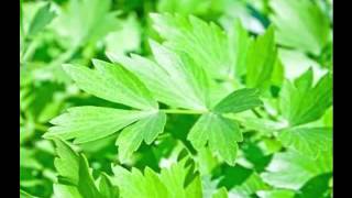 Health Benefits of Lovage Herb [upl. by Broida3]