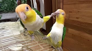 The FUNNIEST Parrots 🤣 Best Compilation [upl. by Kahl]