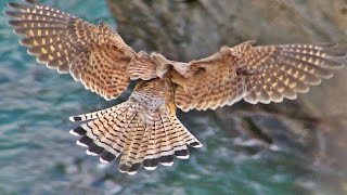 Kestrel Hunting and Hovering  Faucon Crécerelle Vol Stationnaire [upl. by Mendy]