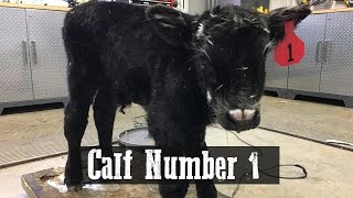 Calf Number 1 [upl. by Etneciv]