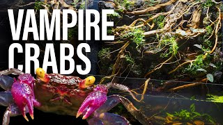 My Vampire Crabs Ultimate 5 Waterfalls Paludarium [upl. by Chaddie]