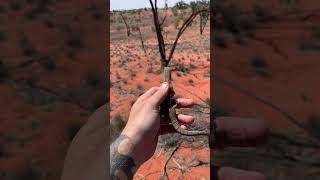 Pygmy mulga monitor monitorlizard gilleni bush wildlife wildaustralia nature reptiles [upl. by Noryb]