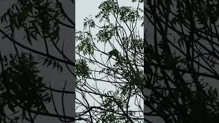 Roseringed parakeets in the rain🦜🌧️ [upl. by Sualokcin151]