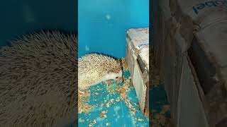 Pregnant hedgehog eating cricket hedgehog landakmini [upl. by Luap]