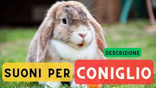 Suoni per conigli  descrizione 🐇 Suono di coniglio suono di lepre 🐇 🔈 [upl. by Rramed]