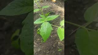 Tree tomato starting [upl. by Jeniffer]