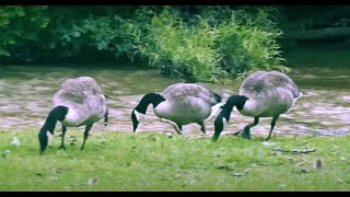 Geese by the Riverbank [upl. by Ianaj64]