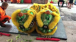 新加坡南仙龙狮体育会 Nam Sieng Lion Dance Cai Qing Performance at Bei Dao Tang 20 Aug 2022 [upl. by Irrehc]