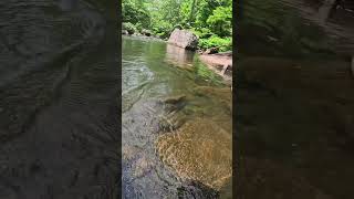 Indicator Nymphing for Brown Trout on the Savage River Maryland fishing fish shorts [upl. by Smiga]