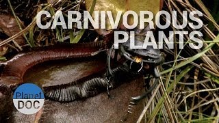 Carnivorous Plants  Nature  Planet Doc Full Documentaries [upl. by Deny]