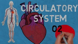 Circulatory System  Definition and Main Components [upl. by Pren]