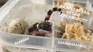 Baby Leopard Gecko Screaming Compilation [upl. by Pacian]