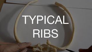 TYPICAL RIBS [upl. by Lanam]