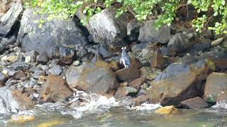 Milford Sound Fiordland Crested Penguin [upl. by Leinad]