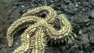 How to film underwater in Marine Reserve saltwater lake Lough Hyne Ireland Watch in HD [upl. by Olia]