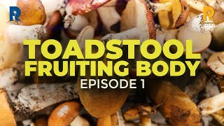 MUSHROOM  A MYSTERIOUS FUNGI I Episode 1  The Toadstool Fruiting Body [upl. by Anitsirc]