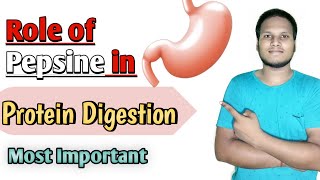 Pepsin Role in protein digestion  Role of acid pepsin enzyme in hindi  b pharmacy [upl. by Hootman]