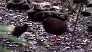 Weka with chicks [upl. by Biel135]