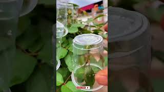 Plants Farming Family how to grow roses flowers shorts flowers plants farming trending viral [upl. by Milly]