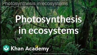 Photosynthesis in ecosystems  Middle school biology  Khan Academy [upl. by Kcered]