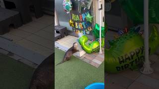 Otters Birthday celebration looks so much fun😁🥰🦦Cute Otter ytviral ytshorts cuteanimal [upl. by Borszcz]