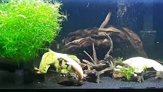 Dojo loaches and Hoopla Hoplo Armored Catfish [upl. by Jumbala382]