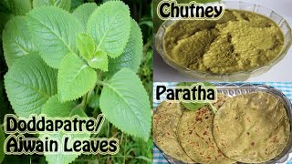 DoddapatreAjwain leavesIndian BorageMexican Mint healthy recipes Tasty Chutney amp Paratha Recipes [upl. by Armallas779]