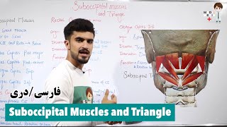 Suboccipital Muscles and Triangle Anatomy 23 [upl. by Luhem]