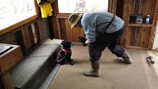 Schipperke Mawing [upl. by Burr381]