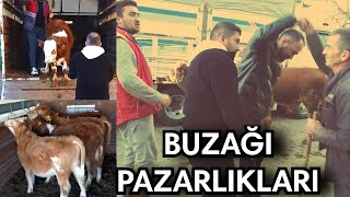 Buzağı Toplama ve Pazarlıklar [upl. by Obe]