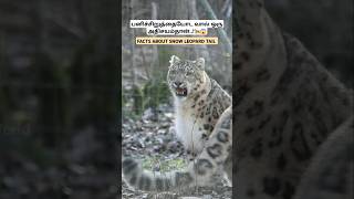 பனிச்சிறுத்தையோட வால் இந்தளவுக்கு அதுக்கு பயன்படுதா🐆😱 snowleopard tail tamil bioworld bw [upl. by Darian24]