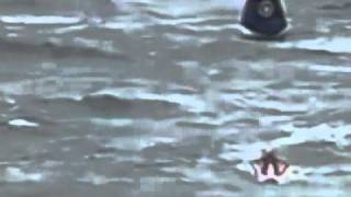 Huge shark leaps out of water during ironman race in Australia [upl. by Lyrahc]