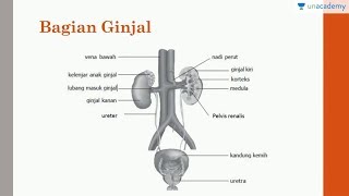 Alat Ekskresi Ginjal Biologi  SBMPTN UN SMA [upl. by Purdy]