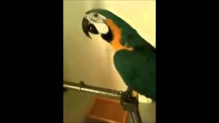 WTF Parrot [upl. by Anait771]