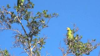 Blue Fronted Amazon Parrots in the Pantanal [upl. by Ardnaeed]