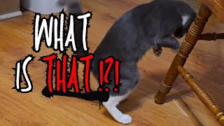 What Happens When a Cat is Given STRING CHEESE [upl. by Crescantia]