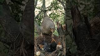 Wild babbler bird babies P 6 [upl. by Hna]