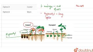 Germination is hypogeal in [upl. by Zawde]