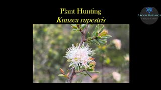 Plant Hunting  Targeted searching for Kunzea rupestris  a threatened plant species in Sydney [upl. by Abey46]