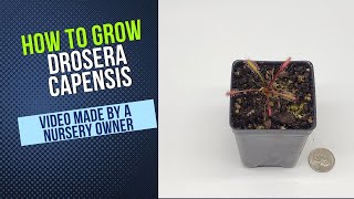 How To Grow Cape Sundew Drosera Capensis Grow Guide OLD [upl. by Hennessey37]