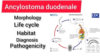 Ancylostoma duodenale zoology 3rd year handwritennotes hpu viralvideo handwritennotes [upl. by Tomasz541]