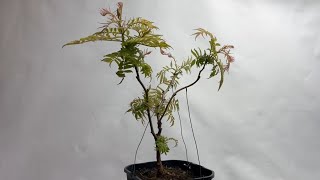 Bonsai Tawlina jarzębolistna Sorbaria sorbifolia Sem [upl. by Trembly]