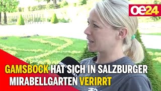 Gamsbock hat sich in Salzburger Mirabellgarten verirrt [upl. by Ansley]