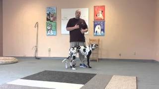 How to Use an Electric Collar to Train a Dog to Come When called [upl. by Amilah]