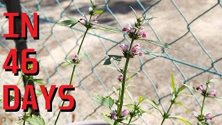 How to grow Chinese motherwort from seed [upl. by Adilen]