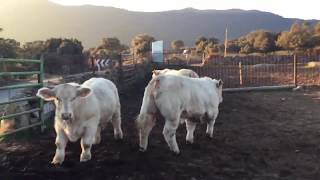 Becerros para Salamanca Marzo 2018 Charoles Los Pios [upl. by Frum]