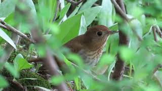 Veery with sounds [upl. by Saval]