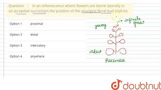 In an inflorescence where flowers are borne laterally in an acropetal successionthe position of [upl. by Hough]