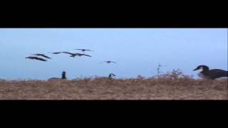 Top of the Flyway Outfitters duck hunting and goose hunting [upl. by Engedus]